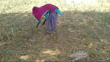 देसी इंडियन ब्वॉयफ्रेंड ने खेत में काम करते हुए उसकी मस्त चोदाई की